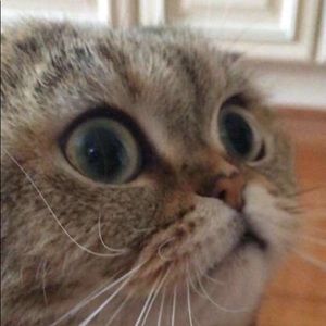 Meet your Posher, Elif